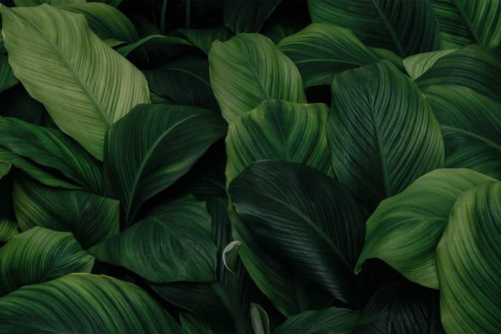 Un paysagiste compétent pour entretenir votre jardin à Conflans-Sainte-Honorine